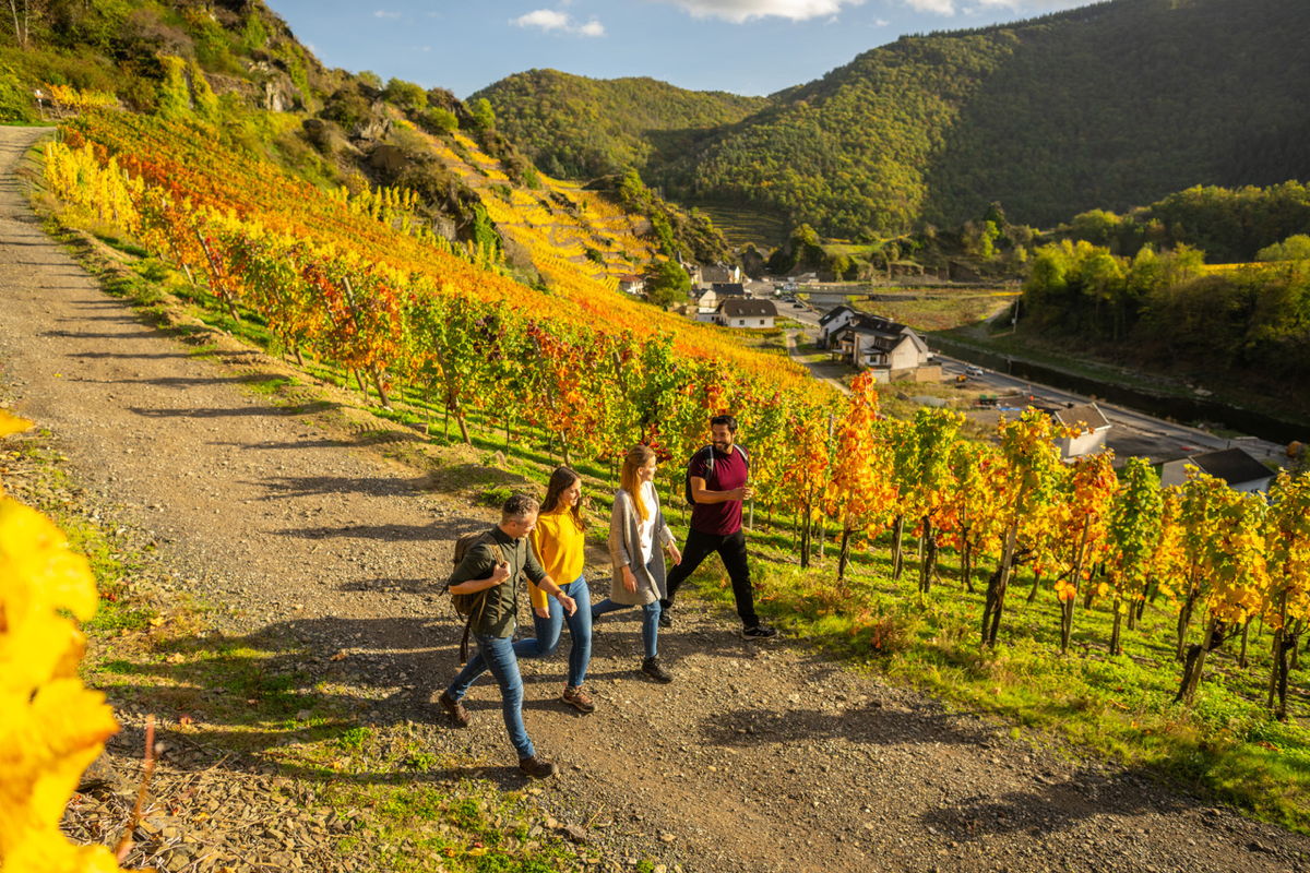 Eine Grupe von jungen Menschen bei einer Wanderung im Herbst an der Ahr. Der Weinherbst an der Mittelahr ist eine viel besuchte Wanderveranstaltung.